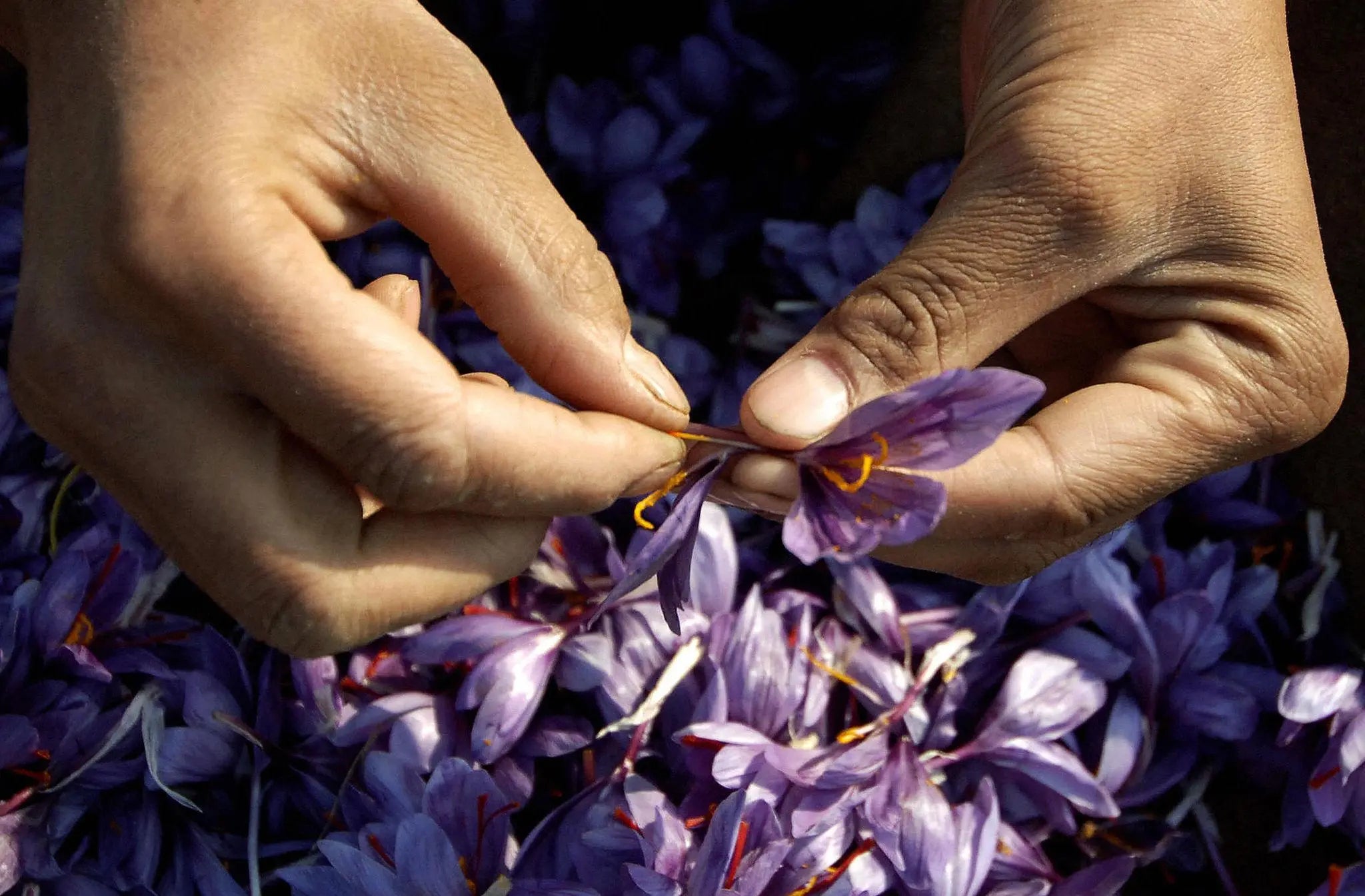 The House of Saffron: Discover High Quality Indian Pampore Saffron